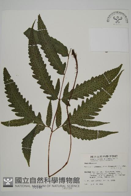 蛇脈三叉蕨藏品圖，第1張