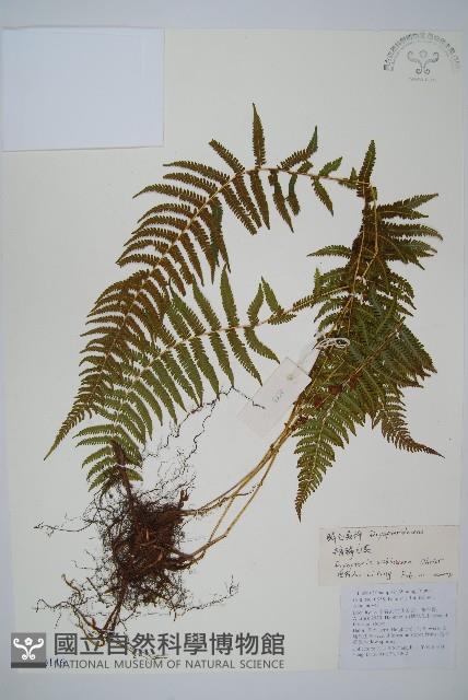 亞二型鱗毛蕨藏品圖，第1張