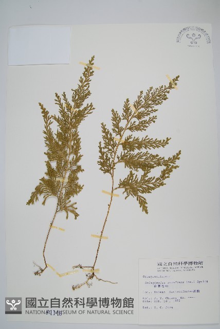 密葉卷柏藏品圖，第1張