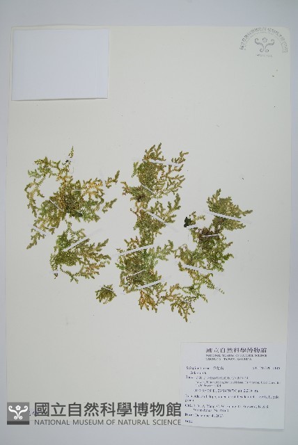 玉山卷柏藏品圖，第1張