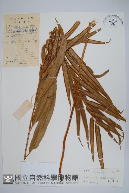 全緣鳳尾蕨藏品圖，第1張