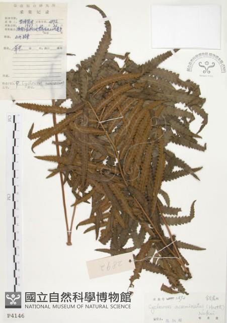 毛蕨藏品圖，第1張