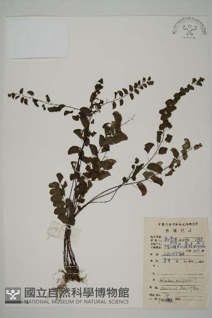 半月形鐵線蕨藏品圖，第1張