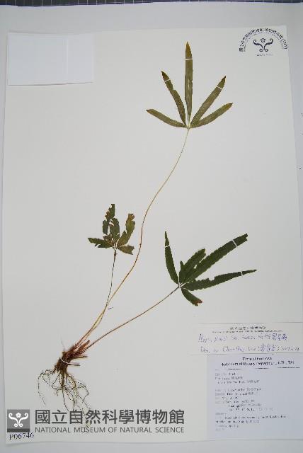 城戶氏鳳尾蕨藏品圖，第1張