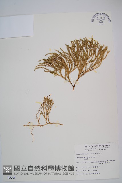 玉山石松藏品圖，第1張