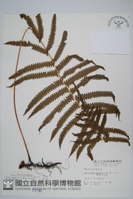 密毛毛蕨藏品圖，第1張