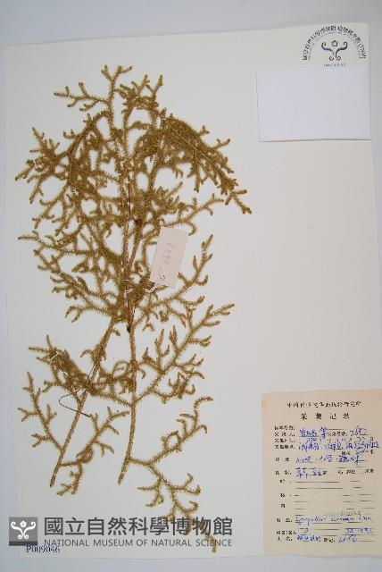 過山龍藏品圖，第1張