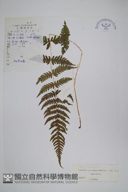 星毛紫柄蕨藏品圖，第1張
