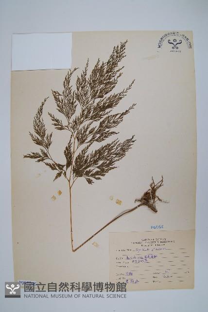 日本金粉蕨藏品圖，第1張