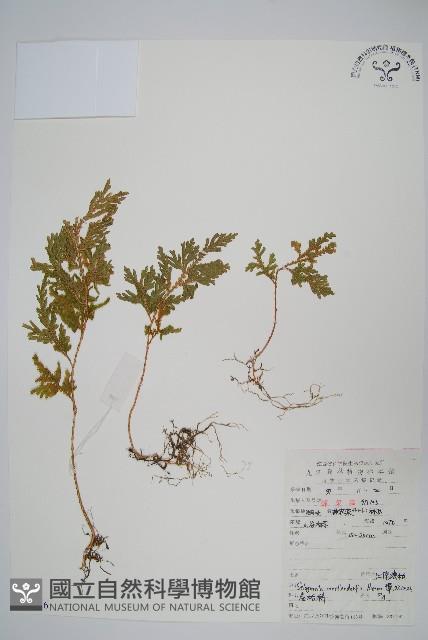 江南卷柏藏品圖，第1張