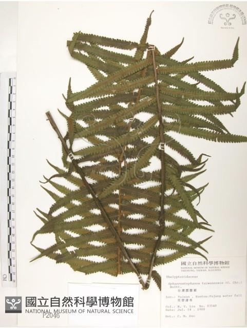 台灣毛蕨、台灣圓腺蕨藏品圖，第1張