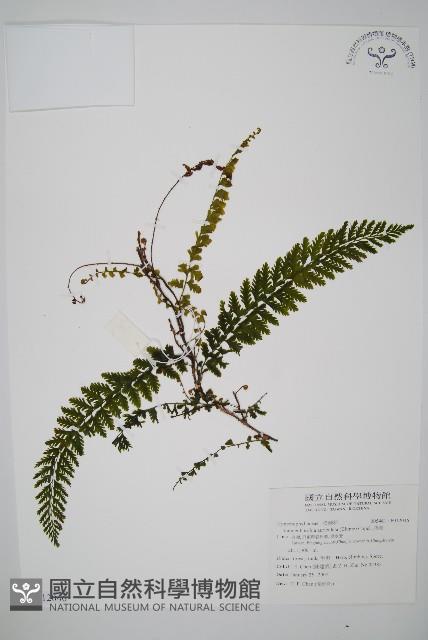 瓶蕨藏品圖，第1張