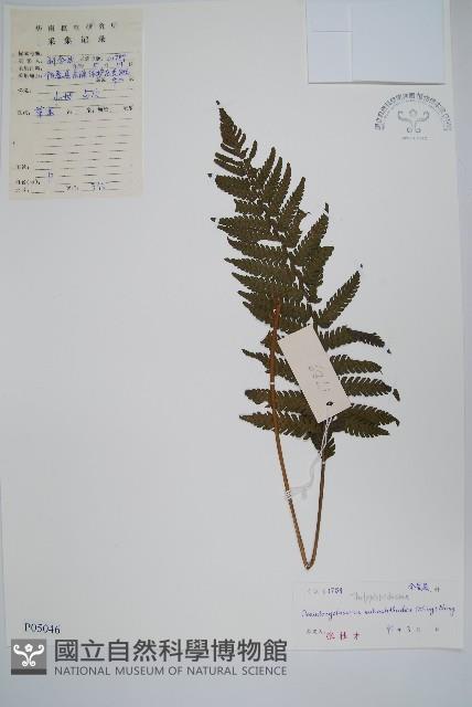 普通假毛蕨藏品圖，第1張