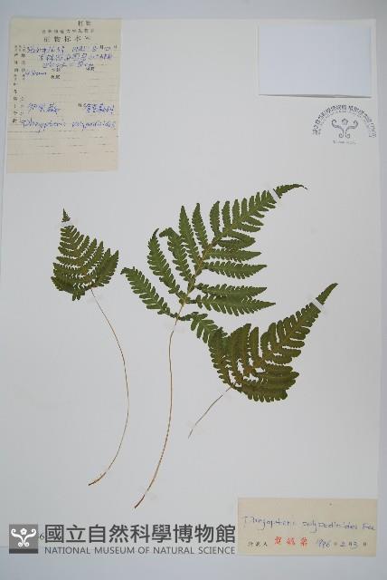 卵果蕨藏品圖，第1張