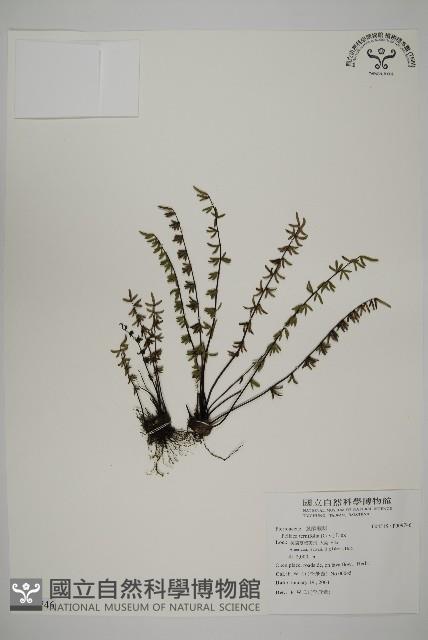 登錄號:P009746藏品圖，第1張