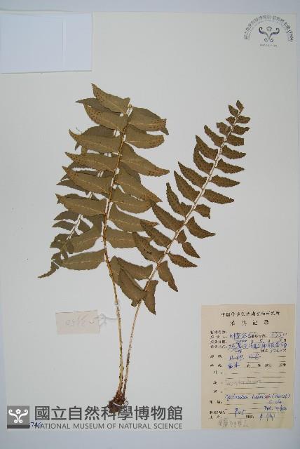 鐮羽貫眾藏品圖，第1張