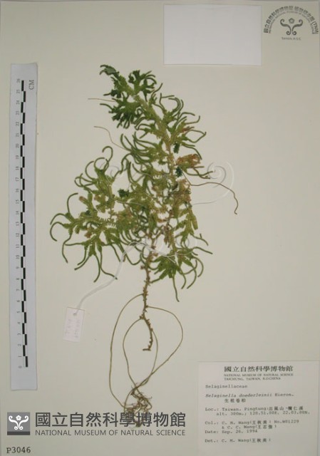 生根卷柏藏品圖，第1張