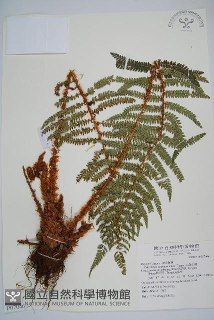 尖葉耳蕨藏品圖，第1張