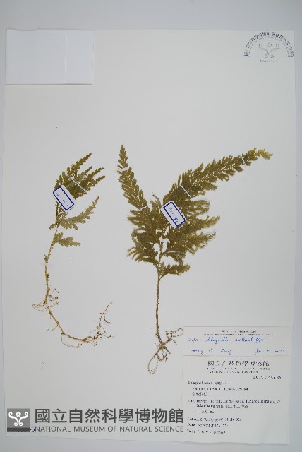 異葉卷柏藏品圖，第1張