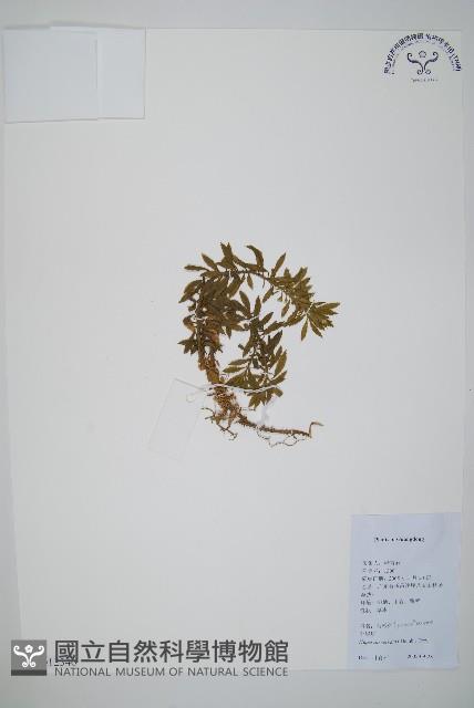 蛇足石杉、千層塔藏品圖，第1張