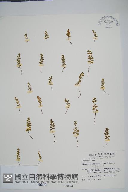 日本鱗始蕨藏品圖，第1張