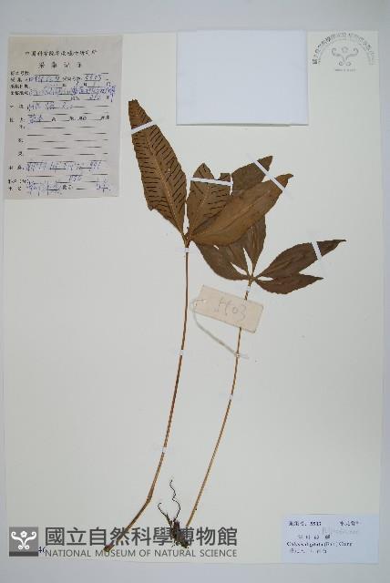 掌葉線蕨藏品圖，第1張