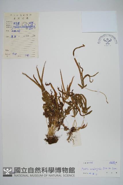 鳳尾蕨藏品圖，第1張