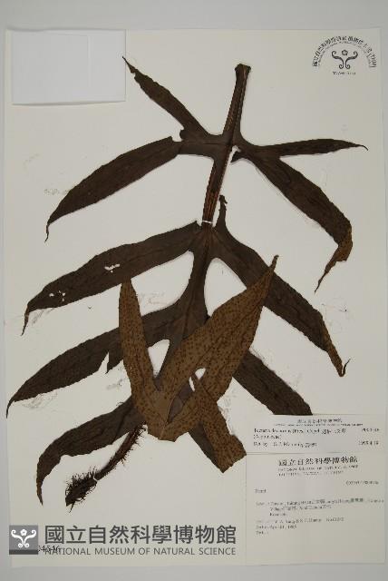 翅柄三叉蕨藏品圖，第1張