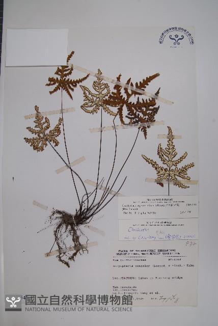 長柄粉背蕨藏品圖，第1張