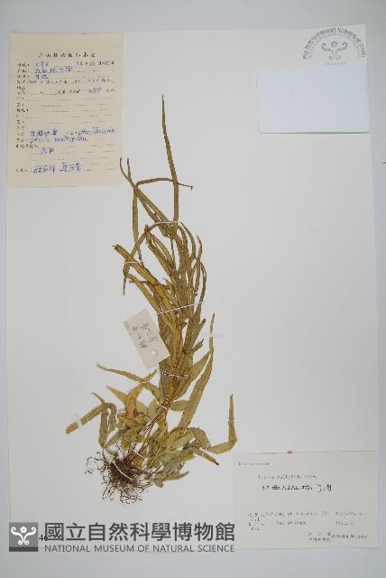 鳳尾蕨藏品圖，第1張