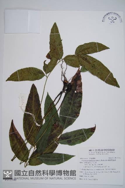 細柄雙蓋蕨藏品圖，第1張