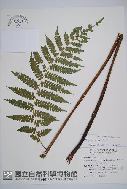 奄美雙蓋蕨藏品圖，第1張