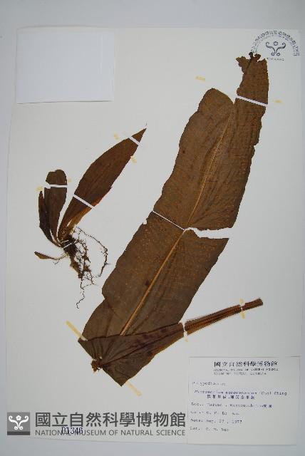 膜葉星蕨藏品圖，第1張