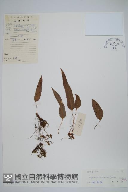 金雞腳藏品圖，第1張