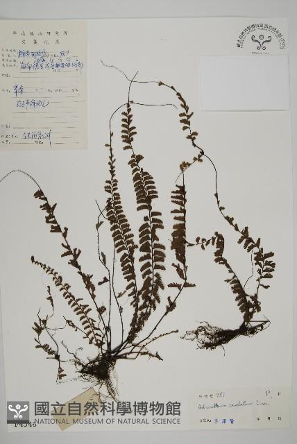 鞭葉鐵線蕨藏品圖，第1張