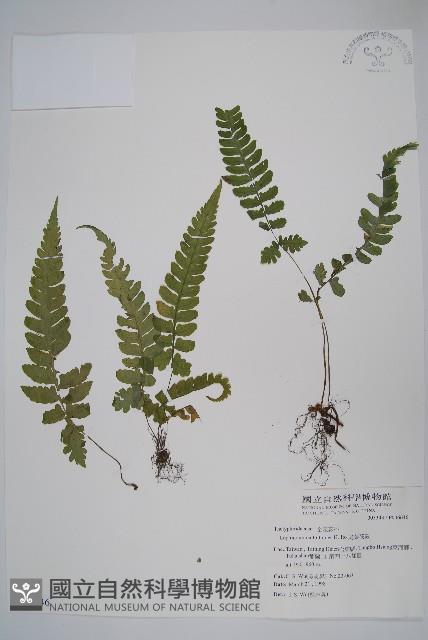 假蹄蓋蕨、東洋蹄蓋蕨藏品圖，第1張