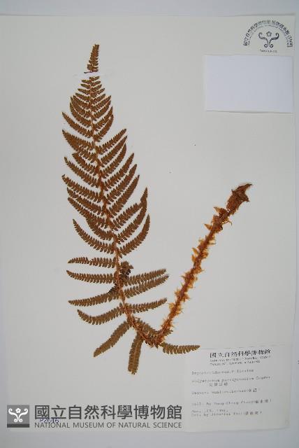 尖葉耳蕨藏品圖，第1張