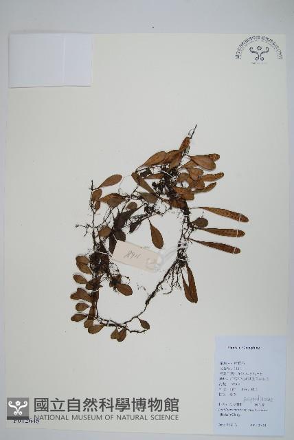 抱石蓮藏品圖，第1張