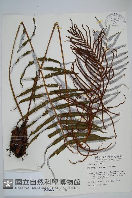 台灣瘤足蕨藏品圖，第1張