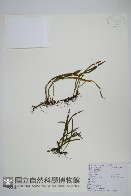 相異石韋藏品圖，第1張