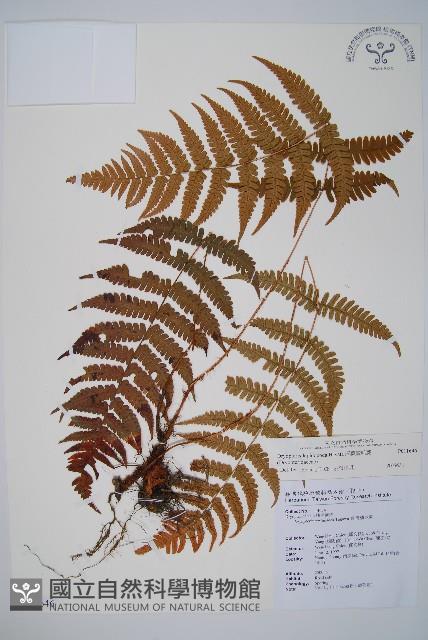 厚葉鱗毛蕨藏品圖，第1張