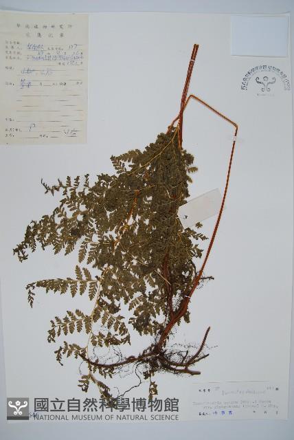 光葉碗蕨藏品圖，第1張