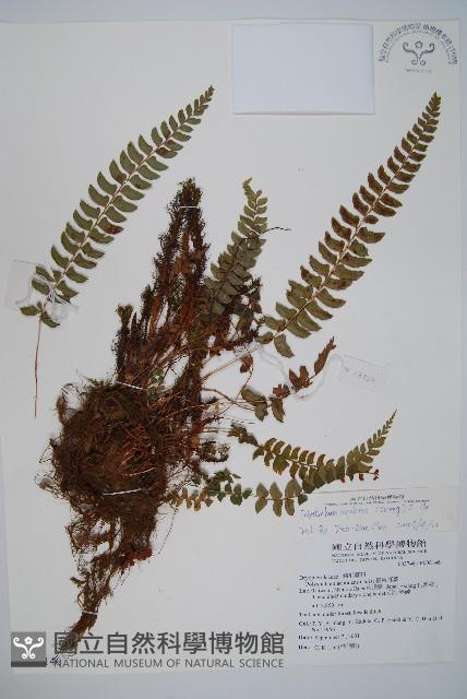 軟骨耳蕨藏品圖，第1張