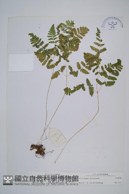 羽節蕨藏品圖，第1張