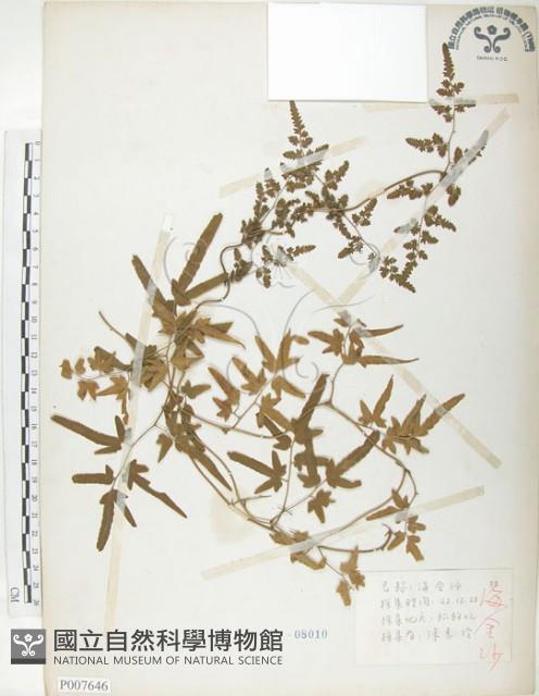 海金沙藏品圖，第1張