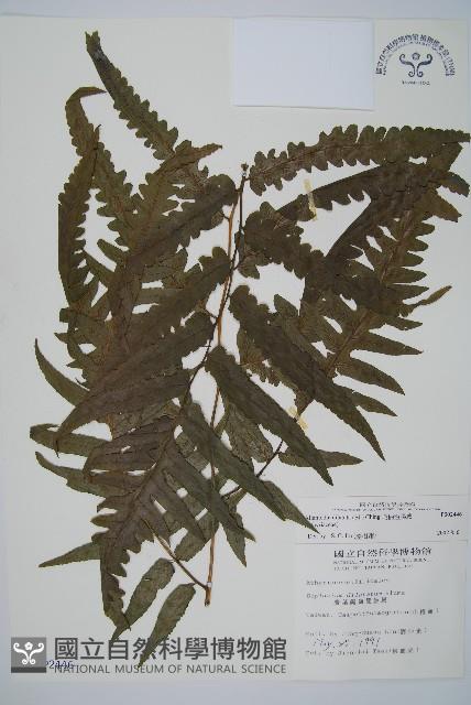 毛柄短腸蕨藏品圖，第1張