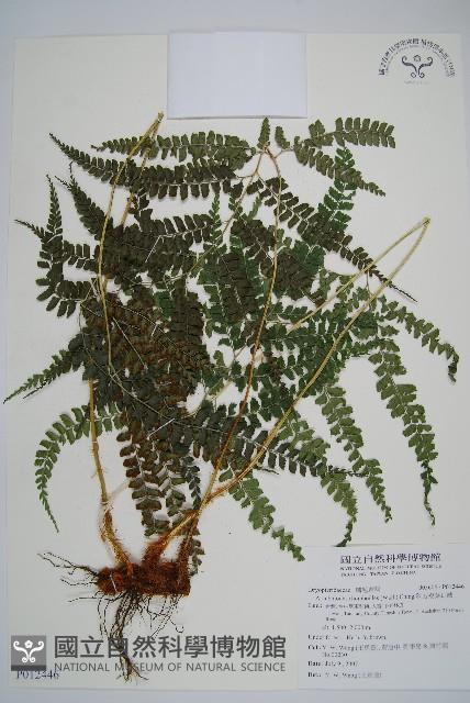 斜方複葉耳蕨藏品圖，第1張