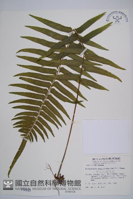 虎克氏鱗蓋蕨藏品圖，第1張