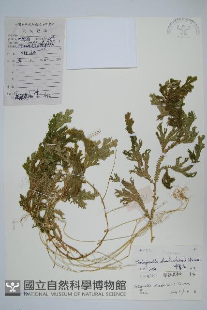 生根卷柏藏品圖，第1張