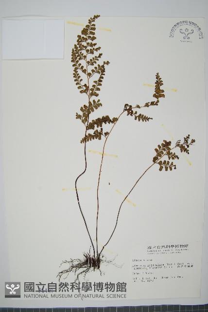 海島陵齒蕨藏品圖，第1張